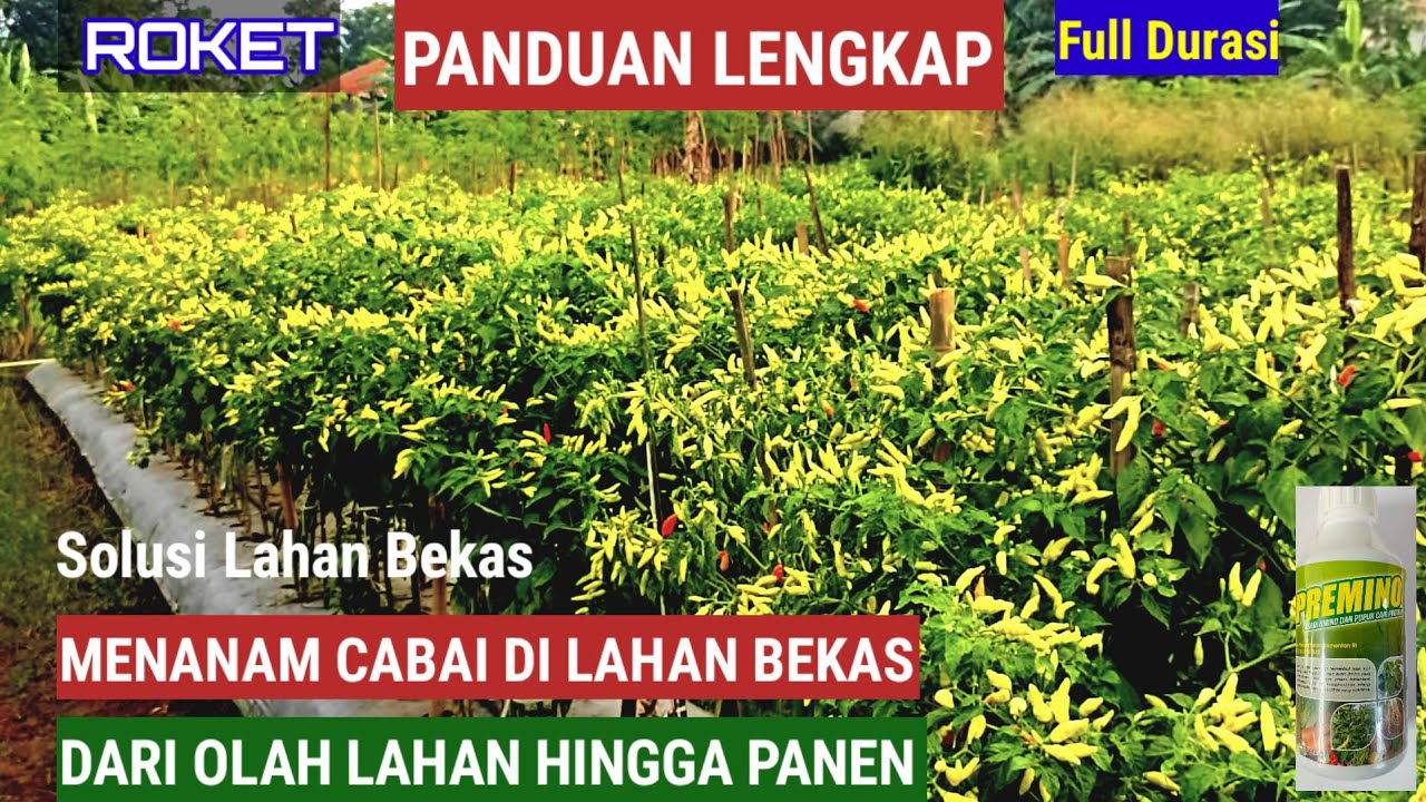 PANDUAN LENGKAP TANAM CABE !!  DARI AWAL HINGGA PANEN