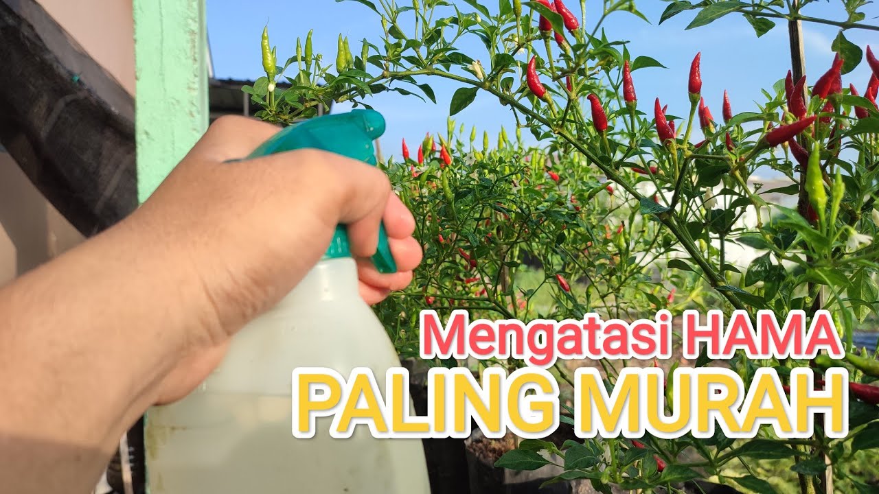 Cara Penyemprotan Hama Cabe Rawit Murah & Mudah‼️