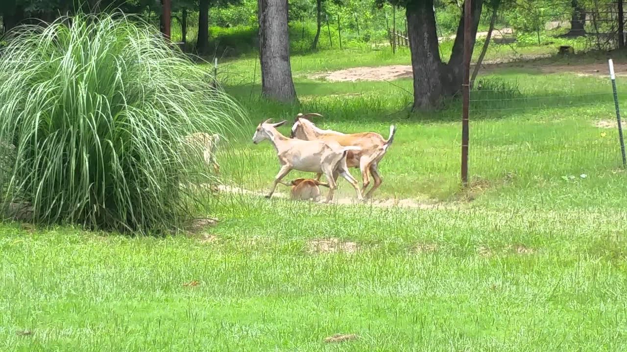 Corgi herding goats