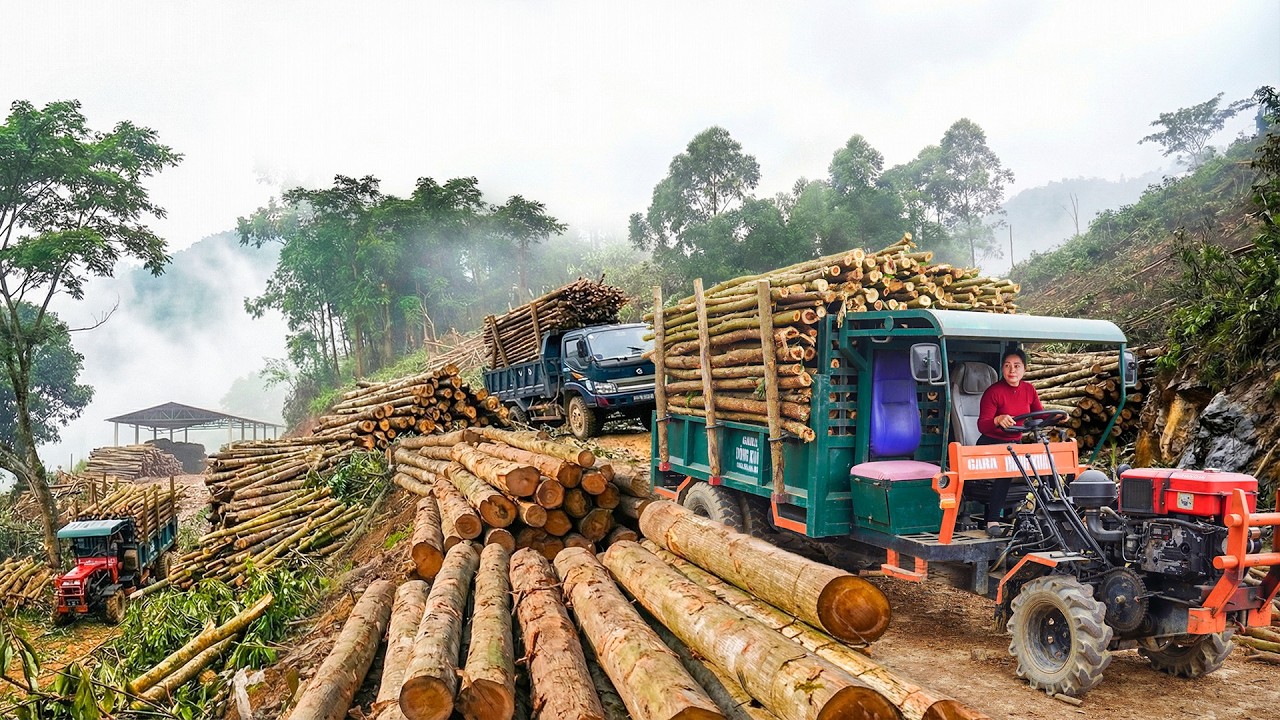 Using Trucks Helps Villagers Transport WWood From The Hills to sell Wood Purchasing Factories