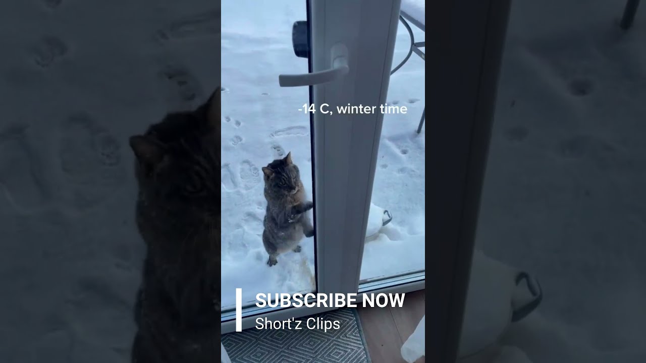 Hurry let him in 🥰🥰 