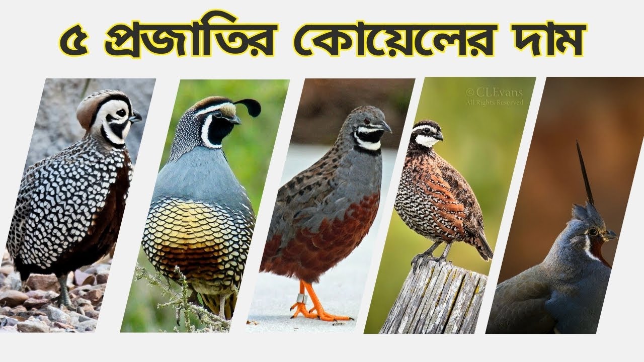 ৫ টি সৌখিন কোয়েল পাখির দাম #quail #quailfarming #quailbirds #quailchicks    -Pets Paradise