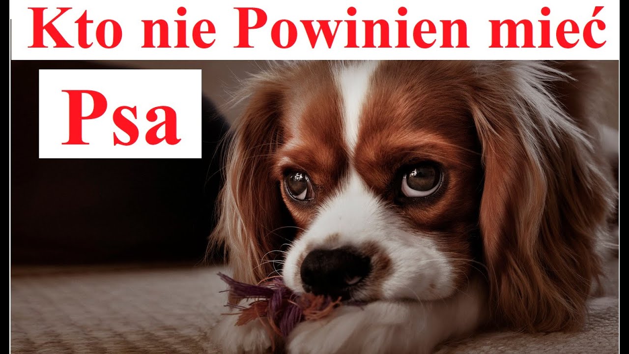 Kto nie Powinien mieć Psa