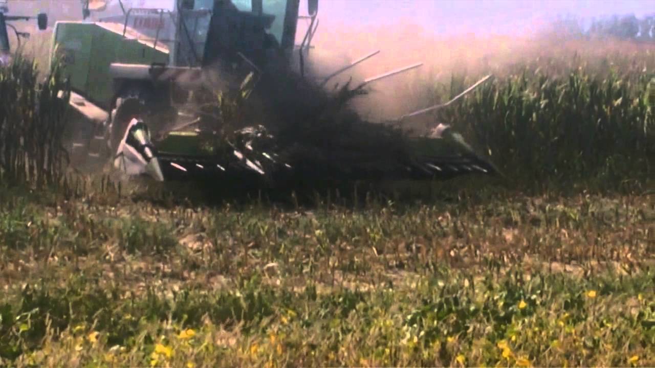 Gomiero farm |insilato 2015 |claas jaguar 900