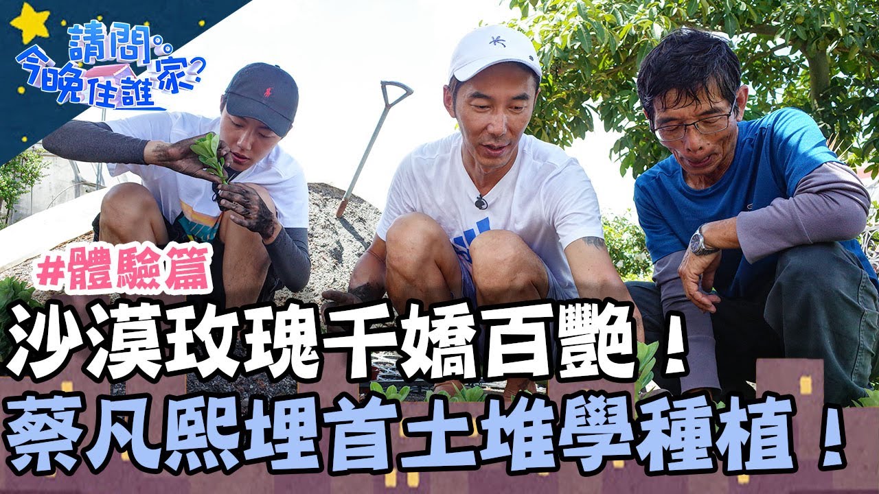 沙漠玫瑰千嬌百艷！蔡凡熙埋首土堆學種植！？【請問今晚住誰家】體驗篇 20200720 EP197 Part3蔡凡熙 李李仁 肯納