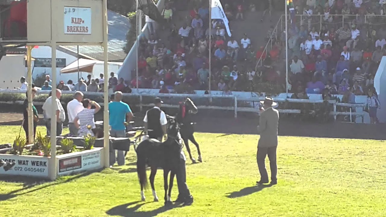 SA Hackney Pony Grand championship(5)