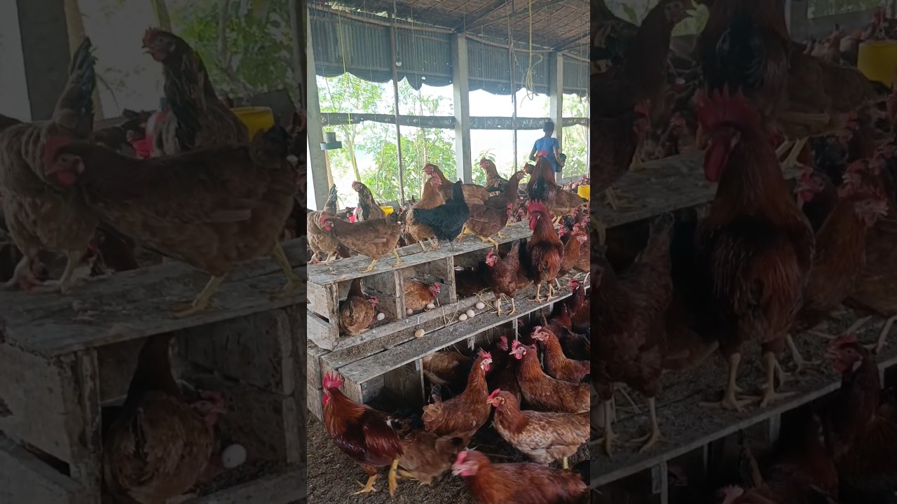 Chicken farm house design & chicken eggs #chicken #farm #house #design