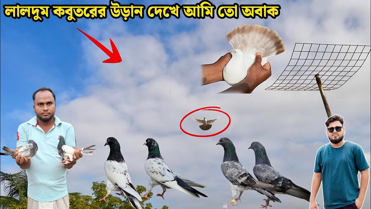  লালদুম কবুতরের উড়ান দেখে আমি তো অবাক 😱🔥🕊️ PIGEON LOFT OF SARIFUL BHAI 