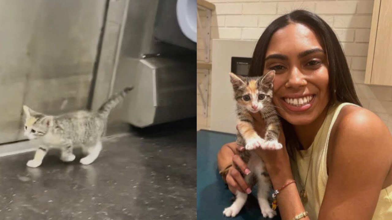Woman Adopts Adorable Kitten Found on New York City Subway