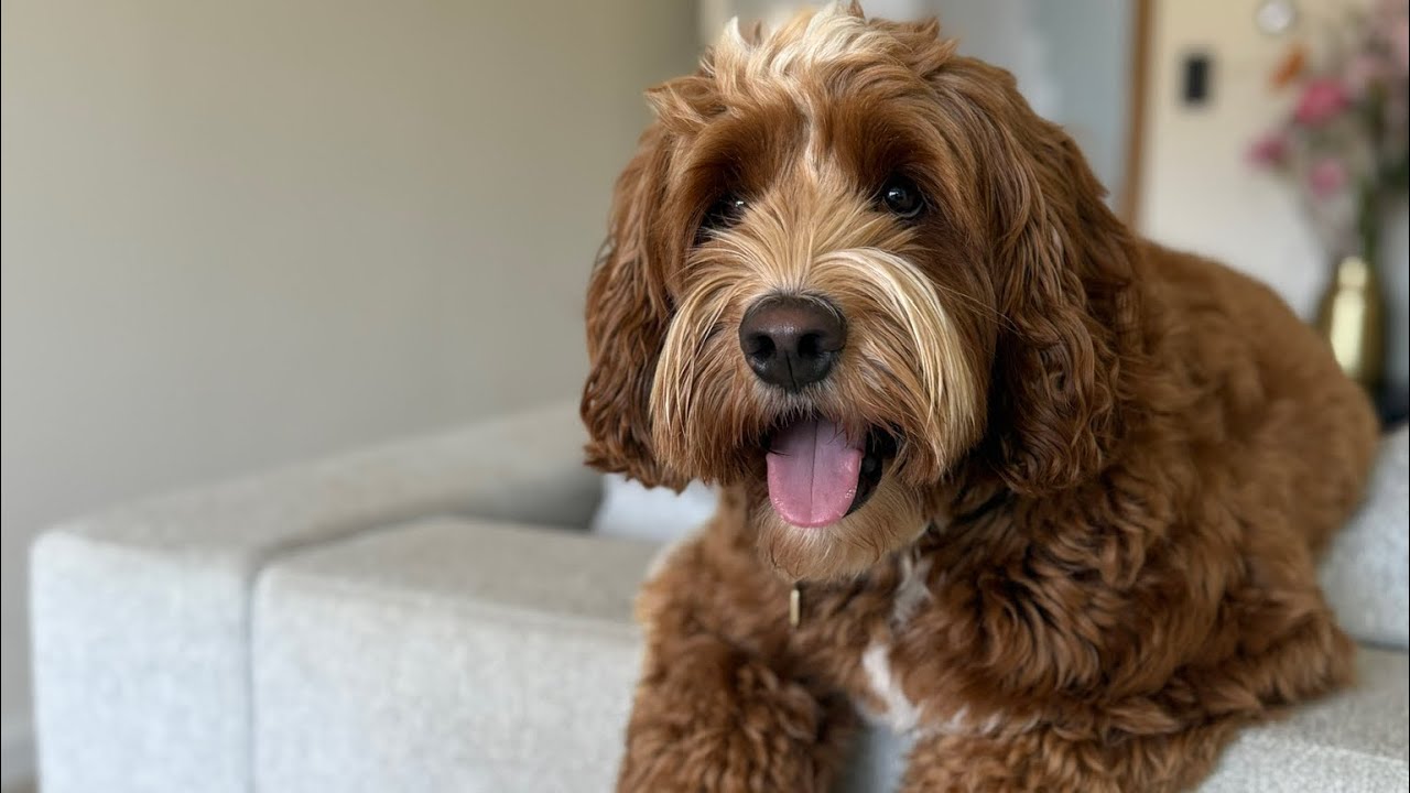 Watch Obi the Australian Labradoodle Grow Up: 1 Year to 2 Years! 🤎🐶
