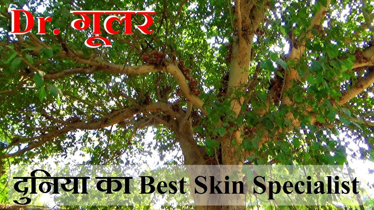 गूलर, Gular, Goolar पहचान और फायदे│Intro & Benefits of Ficus Racemose or Glomerata By Vishal Sathye