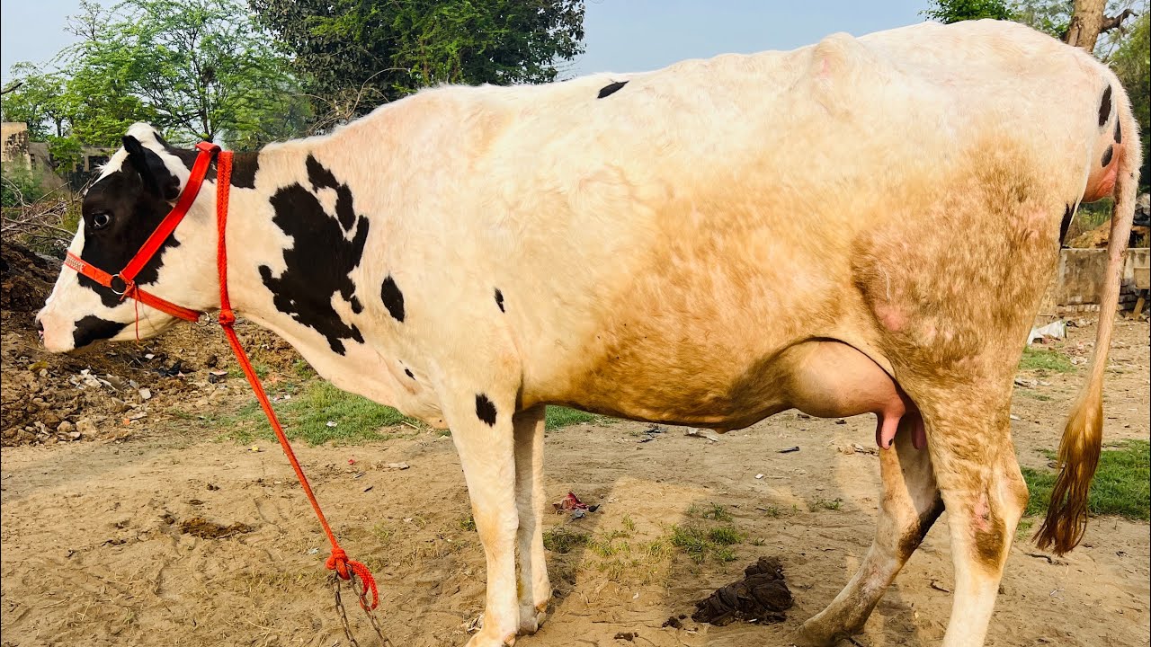 ਪਹਿਲਾਂ ਸੂਆ ਗੱਬਣ ਖੂਬਸੂਰਤ ਵਹਿੜ ਵਿਕਾਉ- one cow for sale #brardairyfarmmoga 