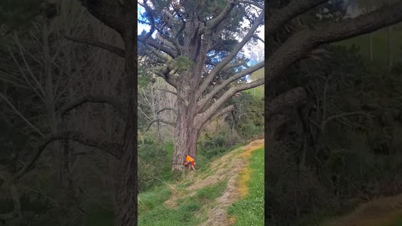 cut down old, ancient trees.🌲