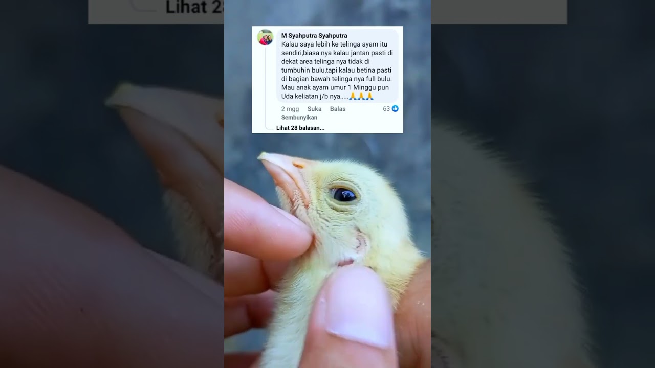 Membedakan cirijantan atau betina dengan melihat bulu di bawah telinga. Jangan lupa subscribe sobat.