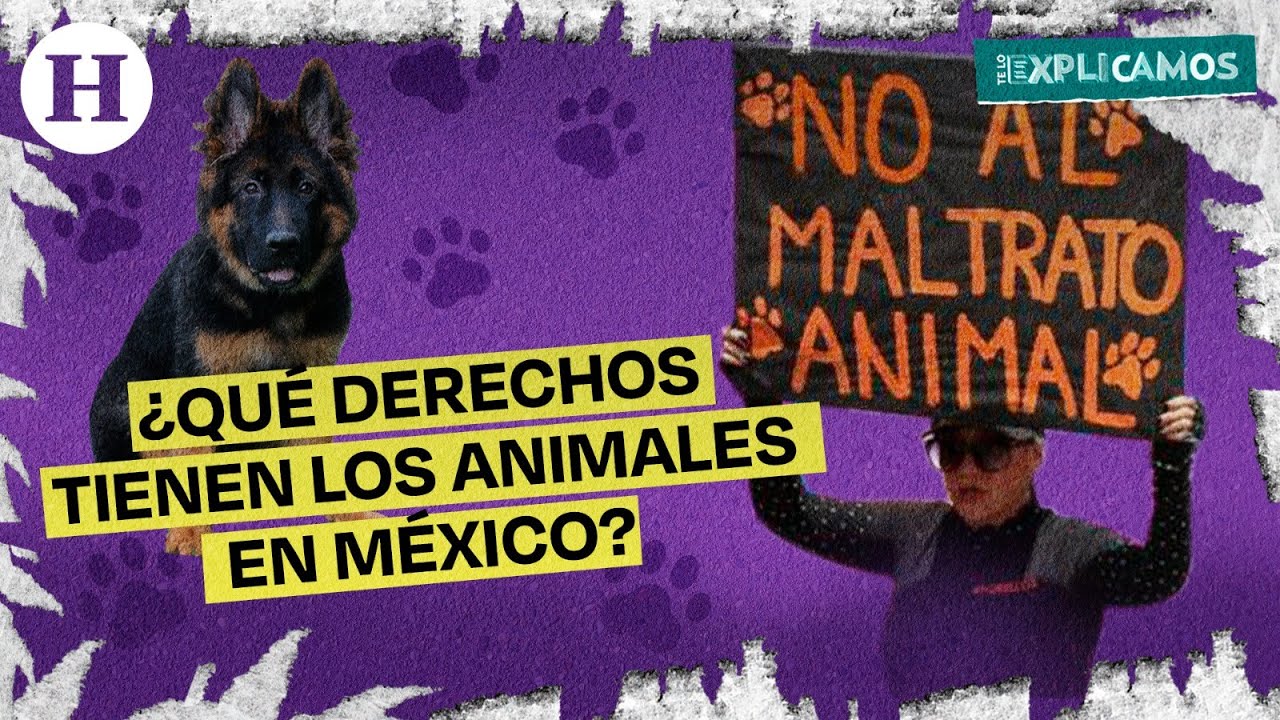 &iquest;Qu&eacute; derechos tienen los animales en M&eacute;xico? | Te lo explicamos