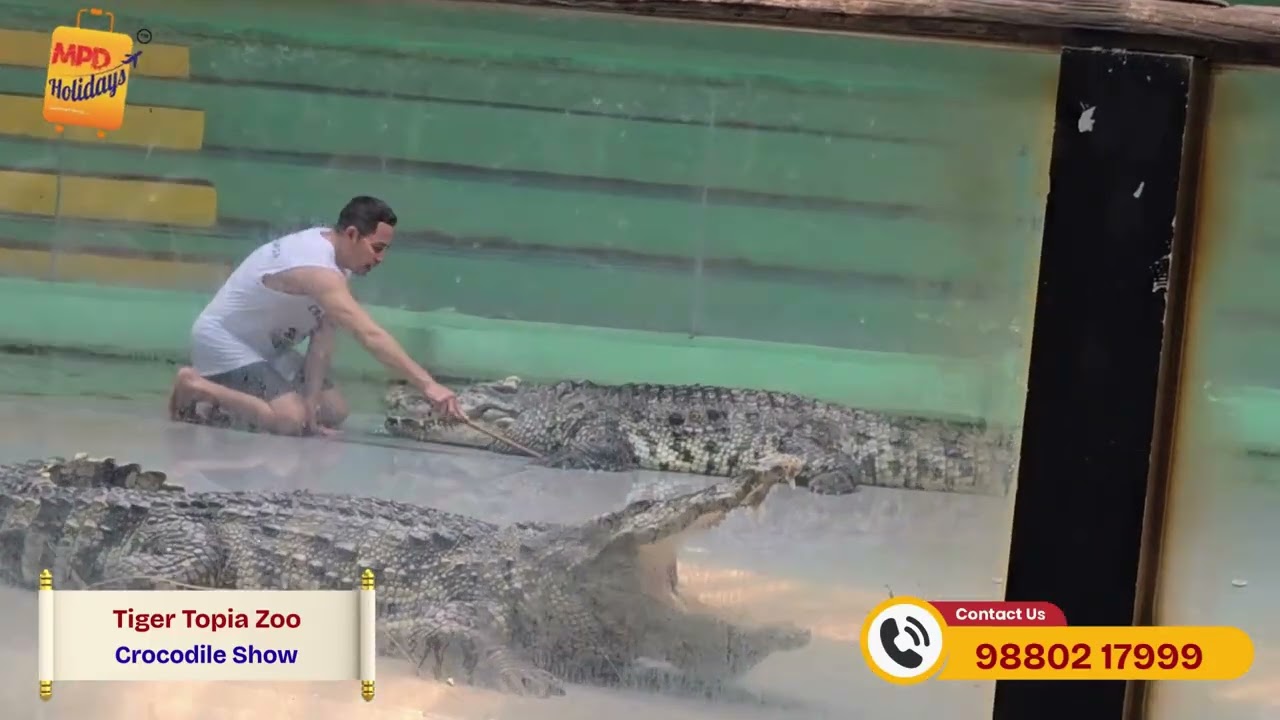 Jaw-Dropping Crocodile Show | Tiger Topia Experience | Bangkok Tour 2025 | 110 pax #bangkoktour