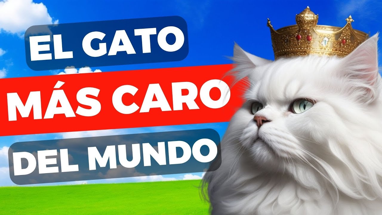 7 Increíbles Secretos del Gato Persa🙀