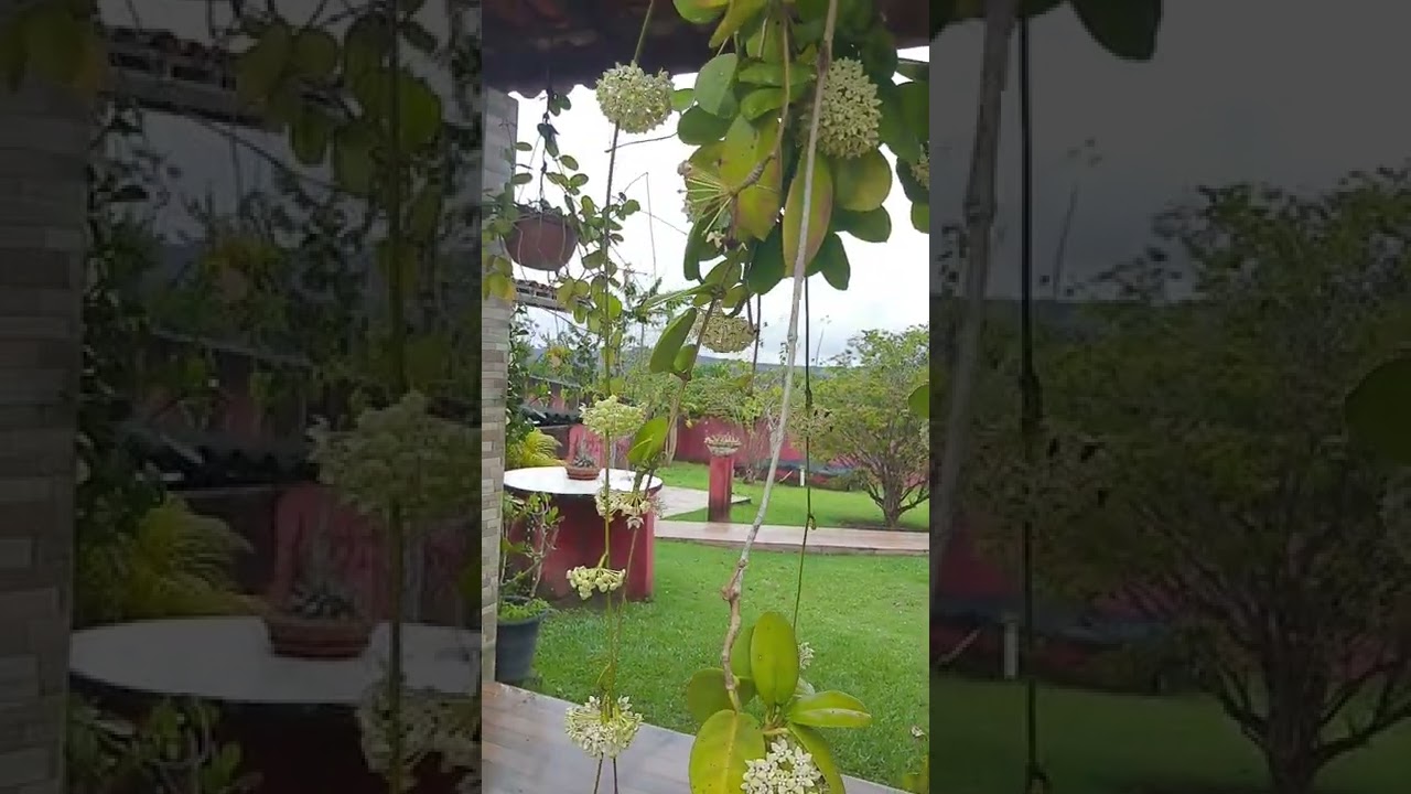 Como deixar sua flor de cera florida (veja como fazer um adubo sem gastar nada )