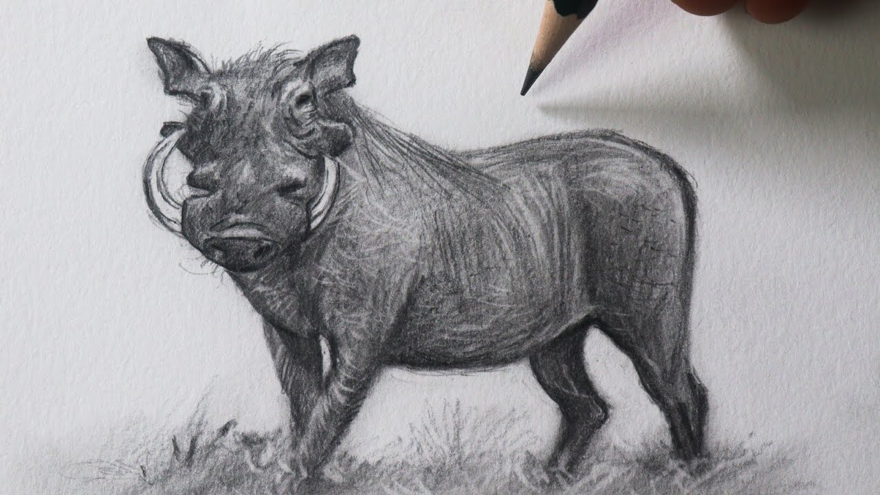 Como desenhar um Javali Africano bem fácil NARRADO