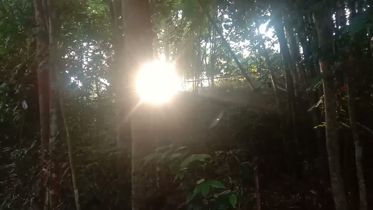 Suara gemericik Air suara Burung suara kokok Ayam suara Jangkrik Hutan di saat Matahari terbit 