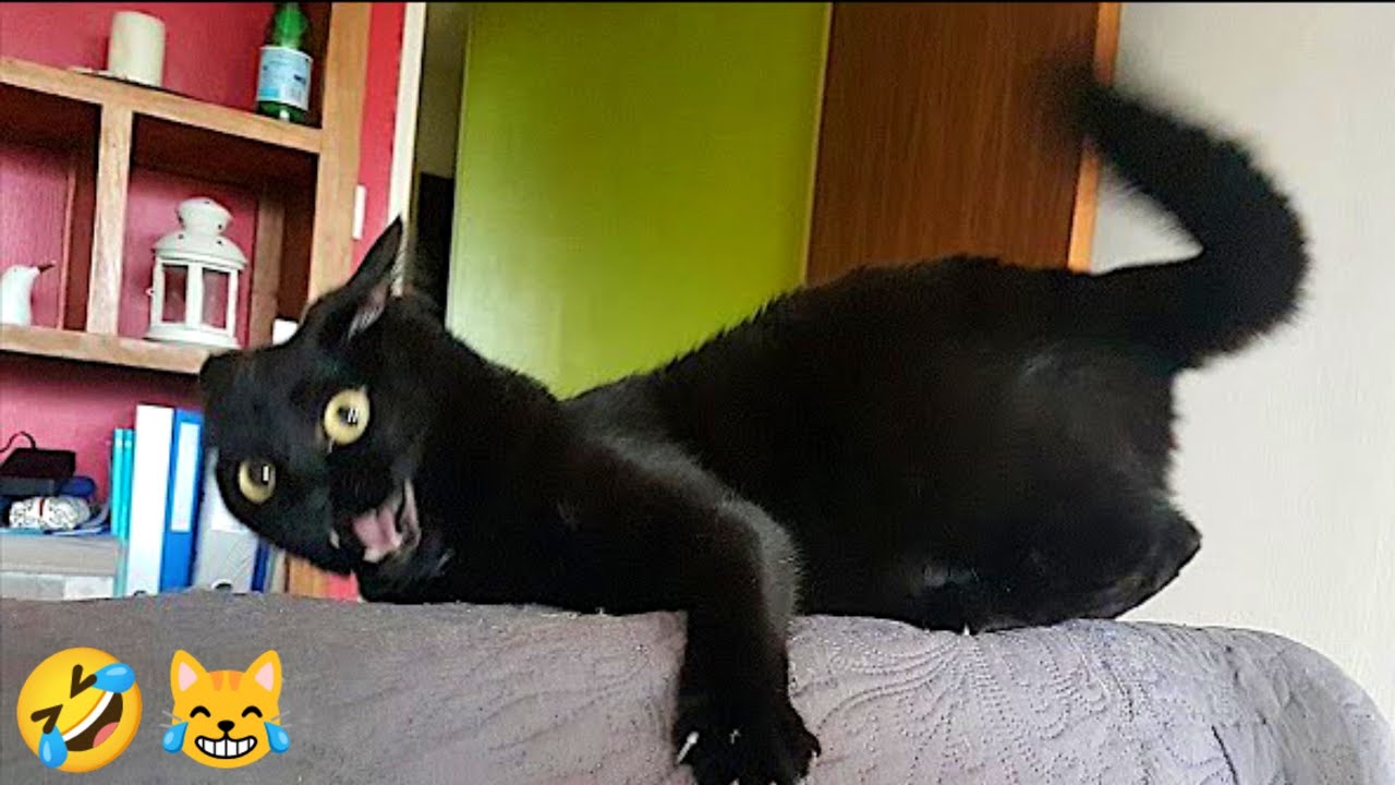 FUNNY CATS are the perfect mood booster 😂 Best FUNNY CAT videos 2024