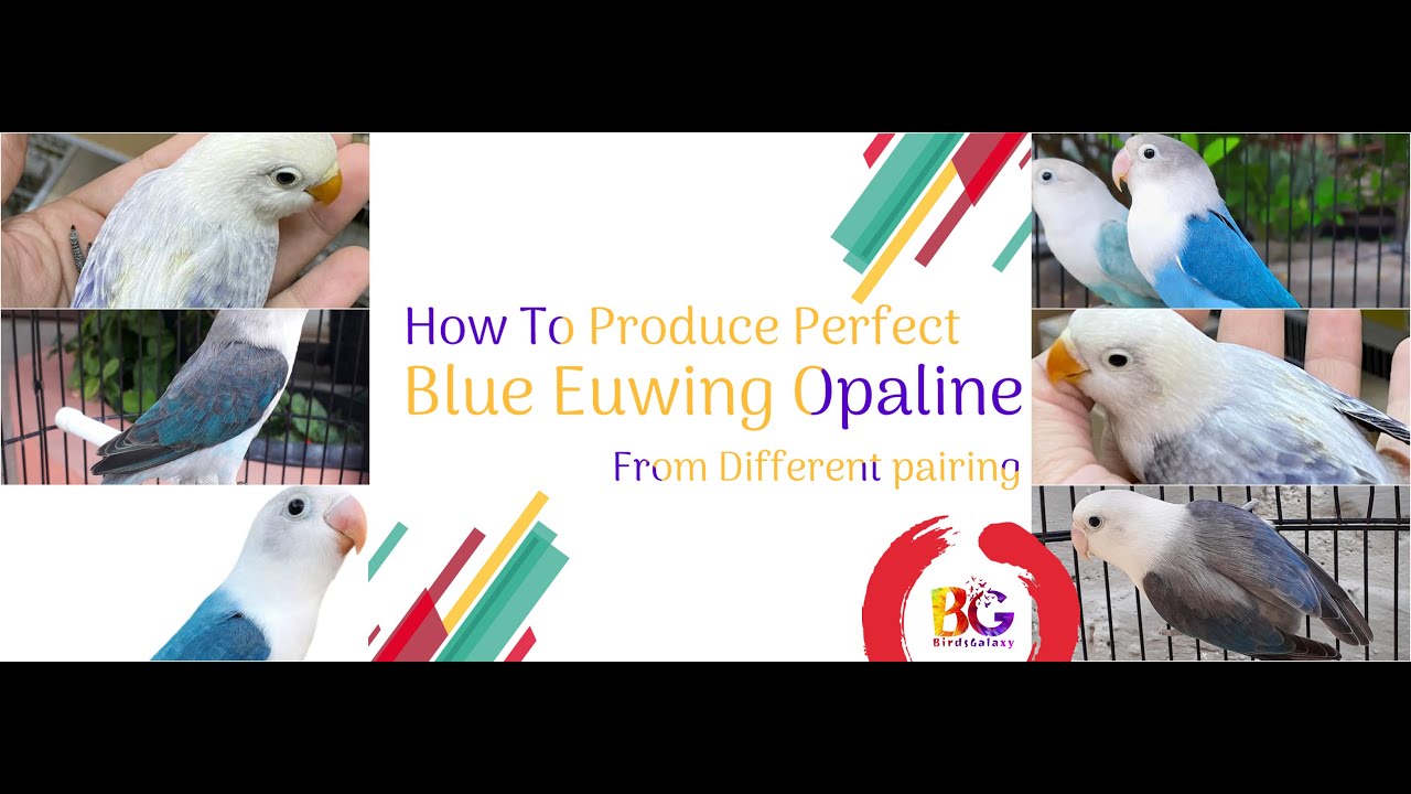 Blue Euwing Opaline from Cheap and standard Pairing | Blue Euwing | Birds galaxy |