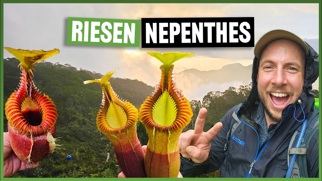 Nur die Wenigsten schaffen es HIERHIN – die seltesten Nepenthes auf 3000m #312