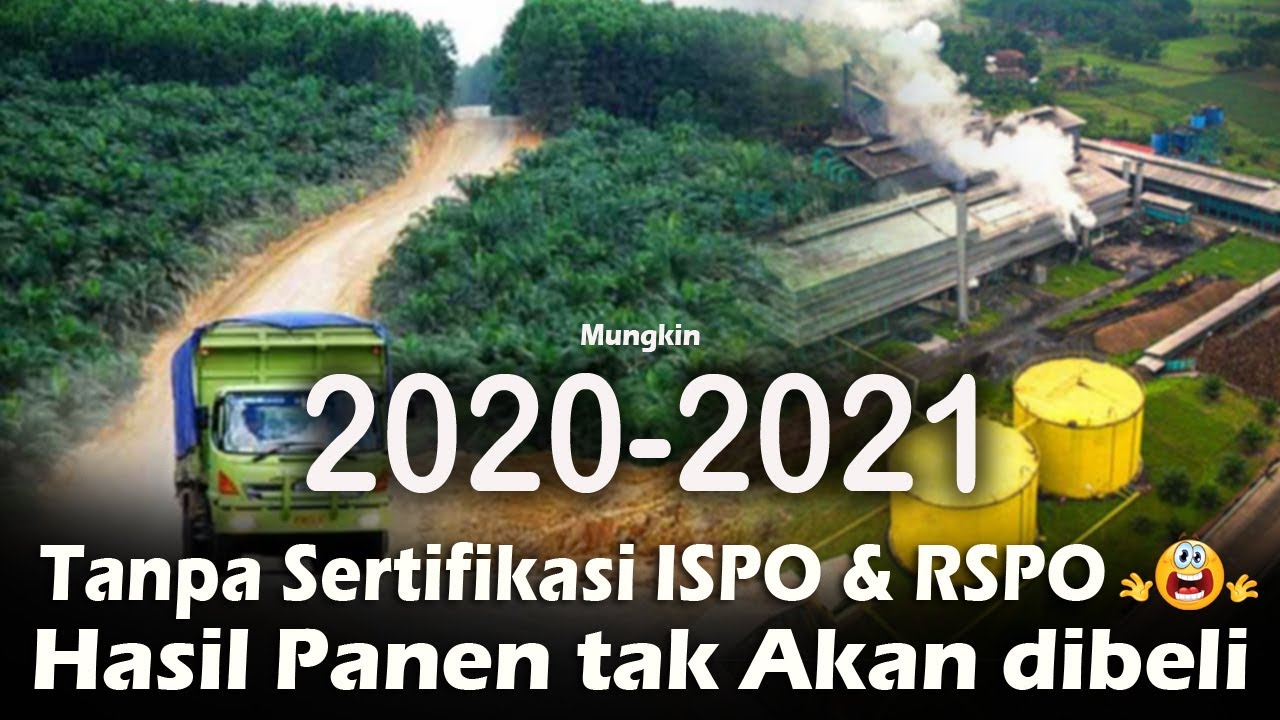 Sertifikasi Ispo dan Rspo Tanaman Kelapa Sawit