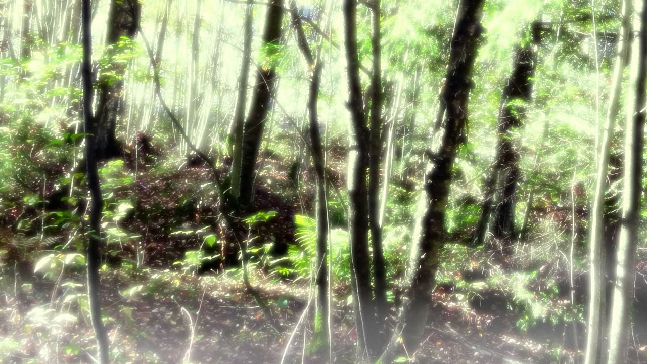 Eldamar - Travel in Woods