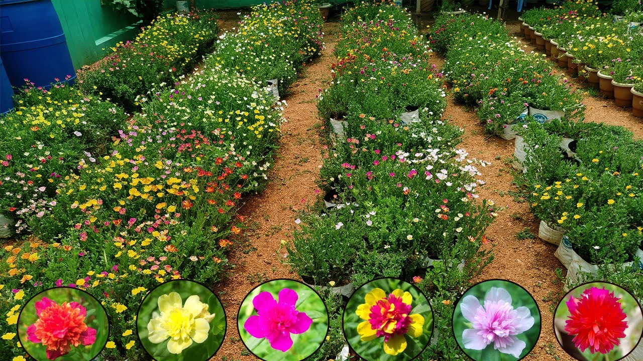 Cindrella - Pathumani - Portulaca - Purslane - Table rose  - Jumbo for sale. whatsapp  : 9361427377