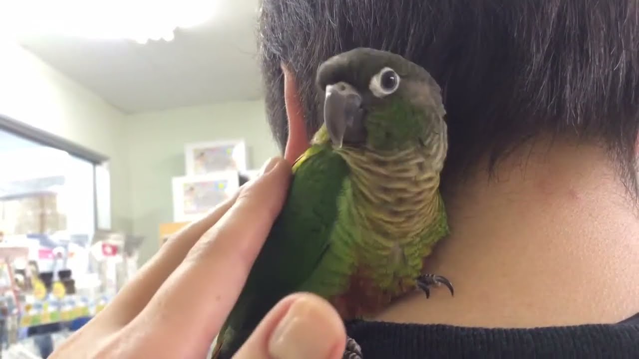 ウロコインコのみどりちゃん
