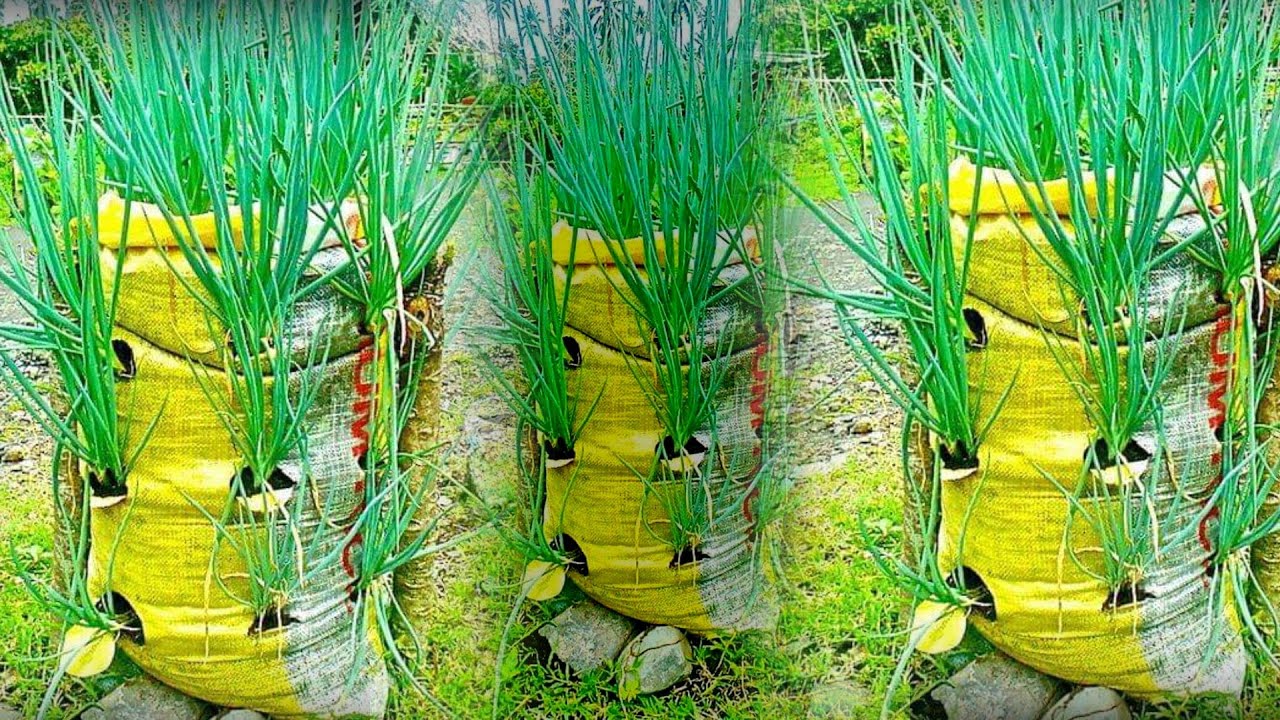 How to grow red onion in a sack / Agri CAMBO