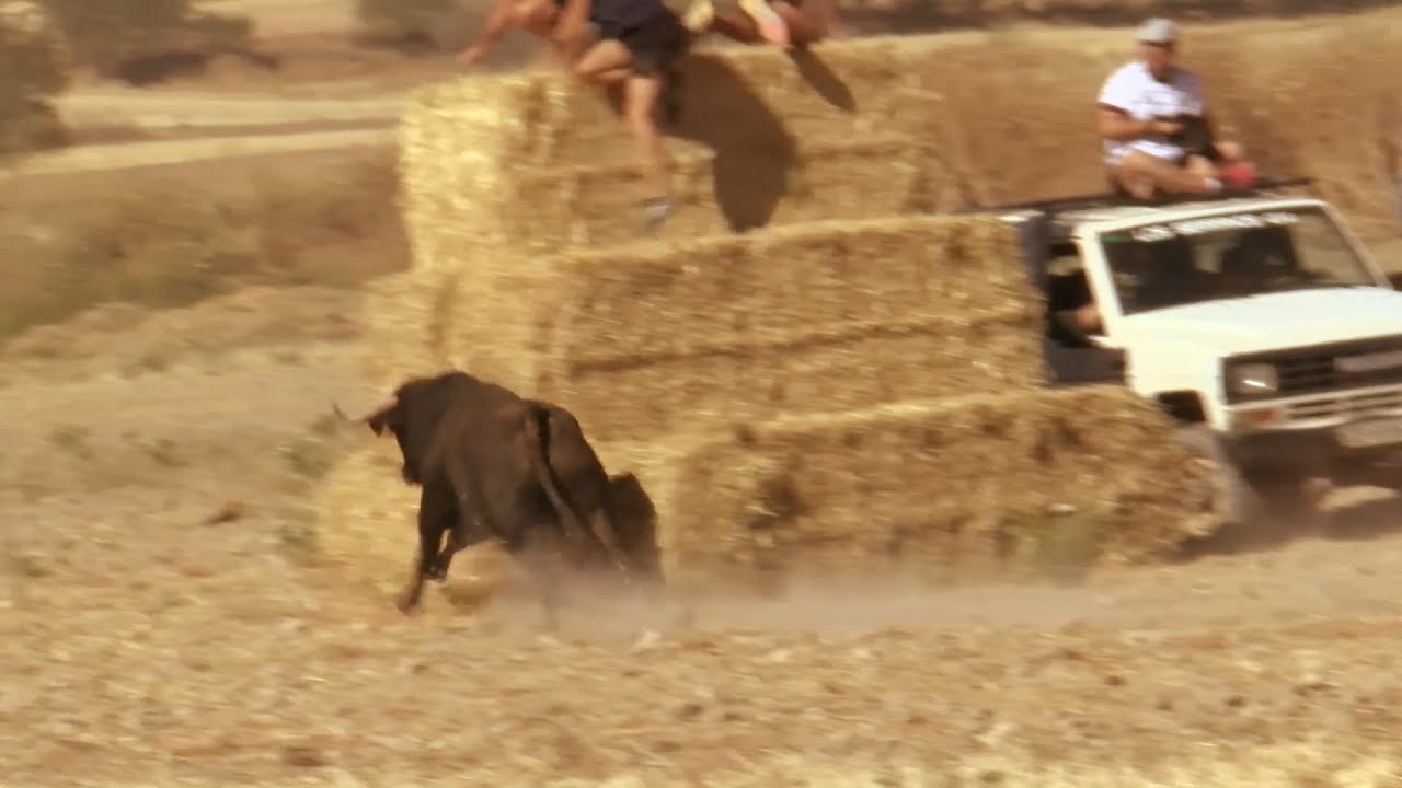 Mucha adrenalina en el encierro campero de Mazuecos 2024