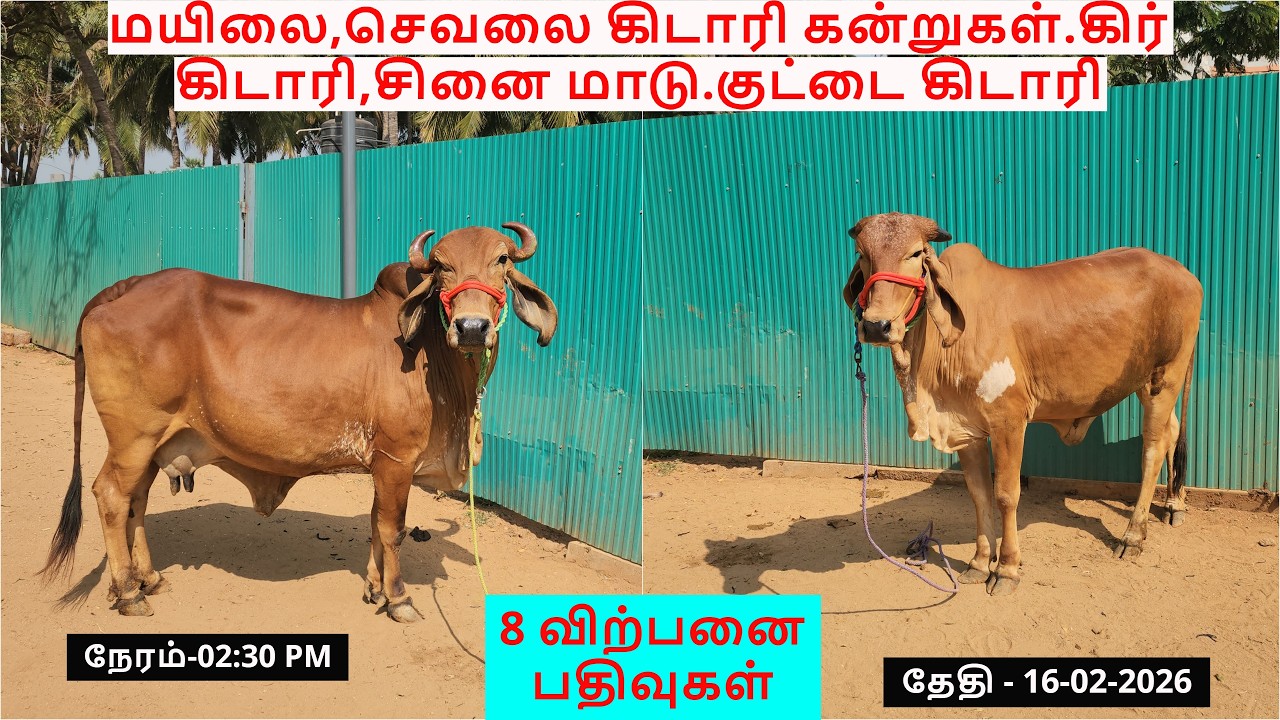 9-விற்பனை பதிவுகள்.மயிலை,செவலை கிடாரி கன்றுகள்.கிர் கிடாரி,சினை மாடு.குட்டை கிடாரி.