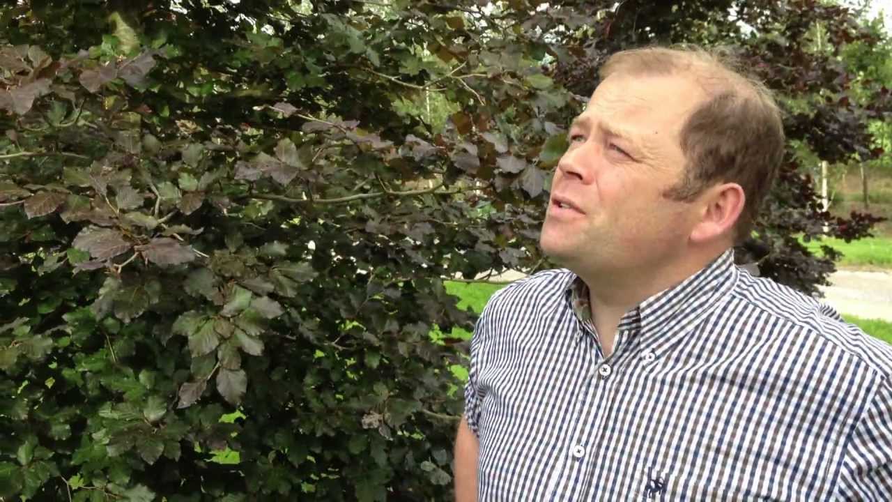 Fagus Sylvatica Atropurpurea - the Copper Beech - Irish Tree Centre Review