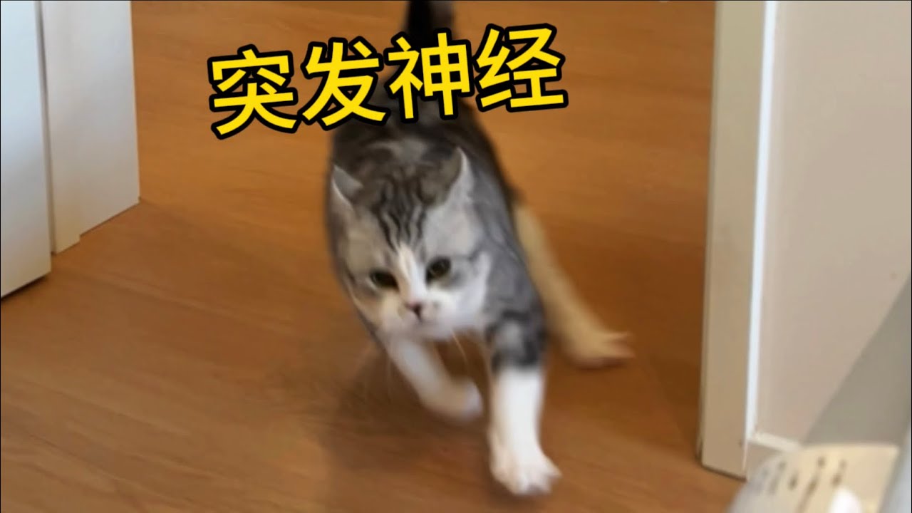 貓最好還是人教版！貓教版的貓傻了叭唧的..
