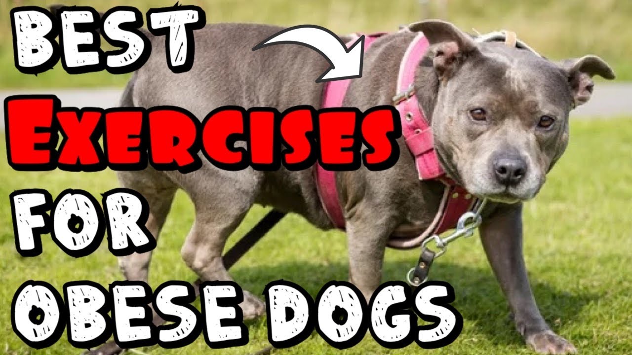 BEST Exercises for Obese dogs to lose weight!