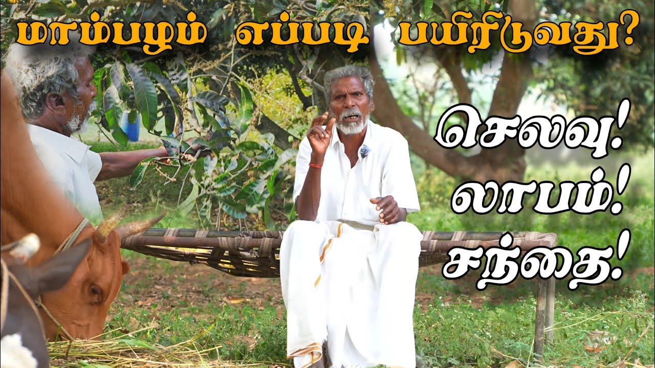 மாம்பழ விவசாயம் முழு ரகசியங்கள் 🥭 | நட்டு வளர்ப்பு முதல் விற்பனை வரை | Mr Vivazayi