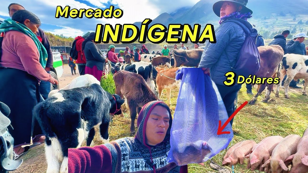 El mercado INDÍGENA más grande de IMBABURA todo está BARATO