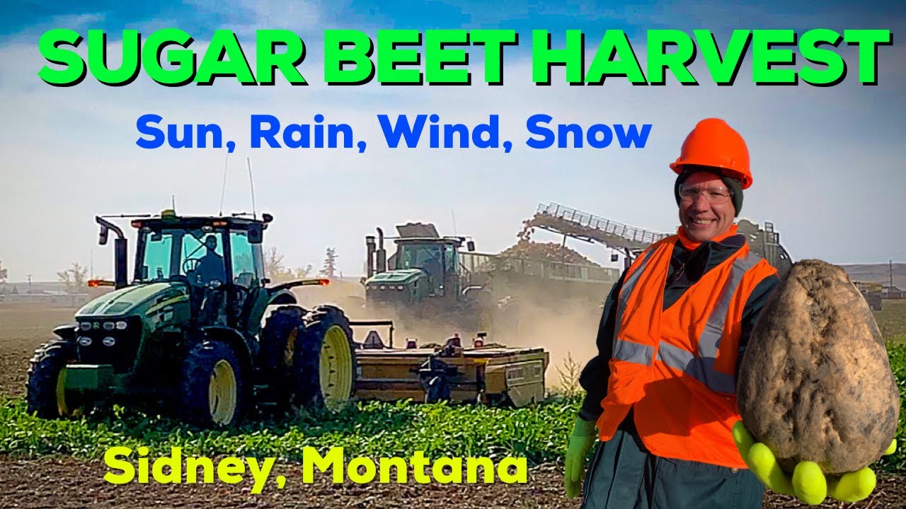 SUGAR BEET HARVEST 2020│Sidney, Montana