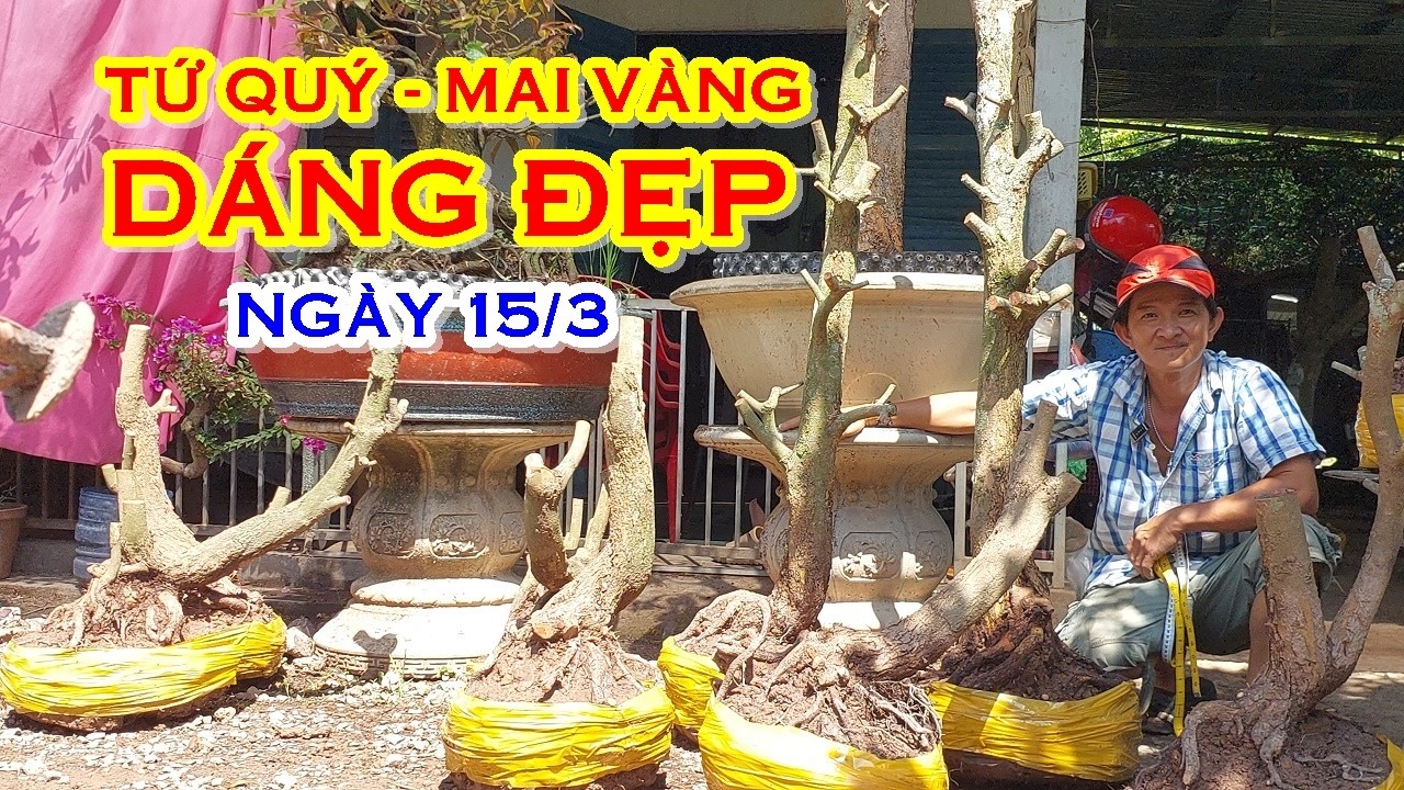 ANH NĂM 📲  O788822277  GIÁ TỐT - MAI TỨ QUÝ , MAI VÀNG GIAO LƯU NGÀY 15/3 