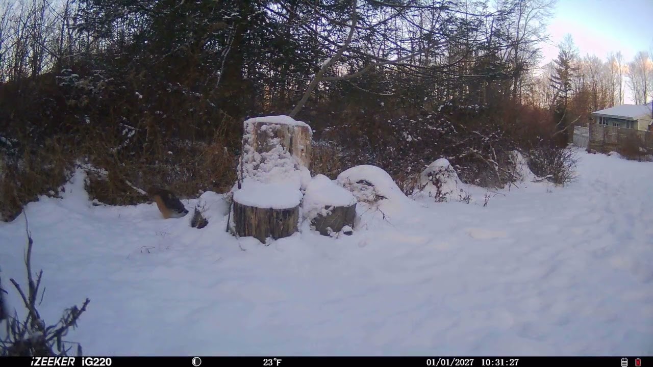 Fox red shouldered hawk coyote 1 10 26