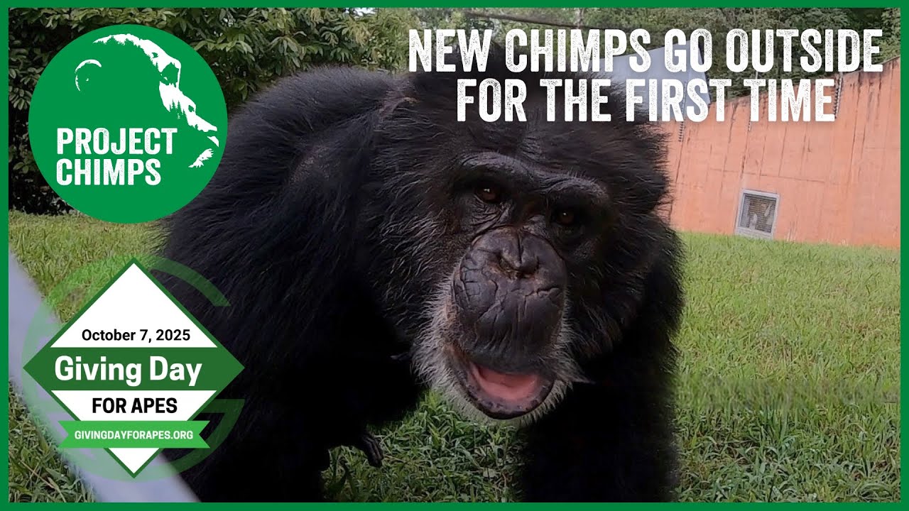 After 20 years each, 6 new chimps go outside for the first time... ever.