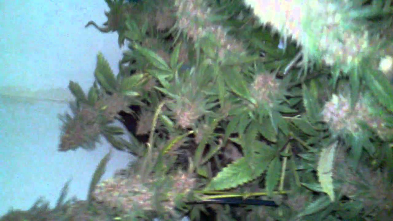 Grape Ape Indoor Hydro Supper Purple! Week 4 into flowing