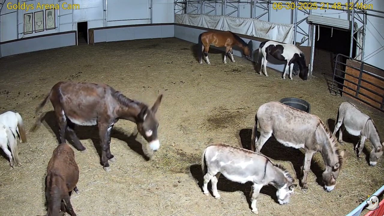 Goldy's Arena Rescues   944pm to 1138pm;Chester Tapley Donkeys  Minis  6302025