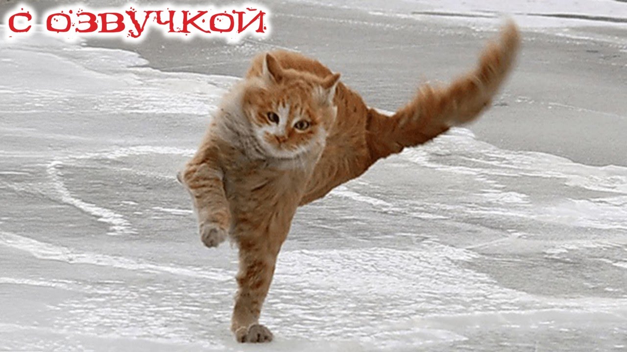 Приколы с котами! С ОЗВУЧКОЙ СМЕШНЫЕ КОТЫ И КОШКИ! Самые смешные животные! ТЕСТ НА ПСИХИКУ!