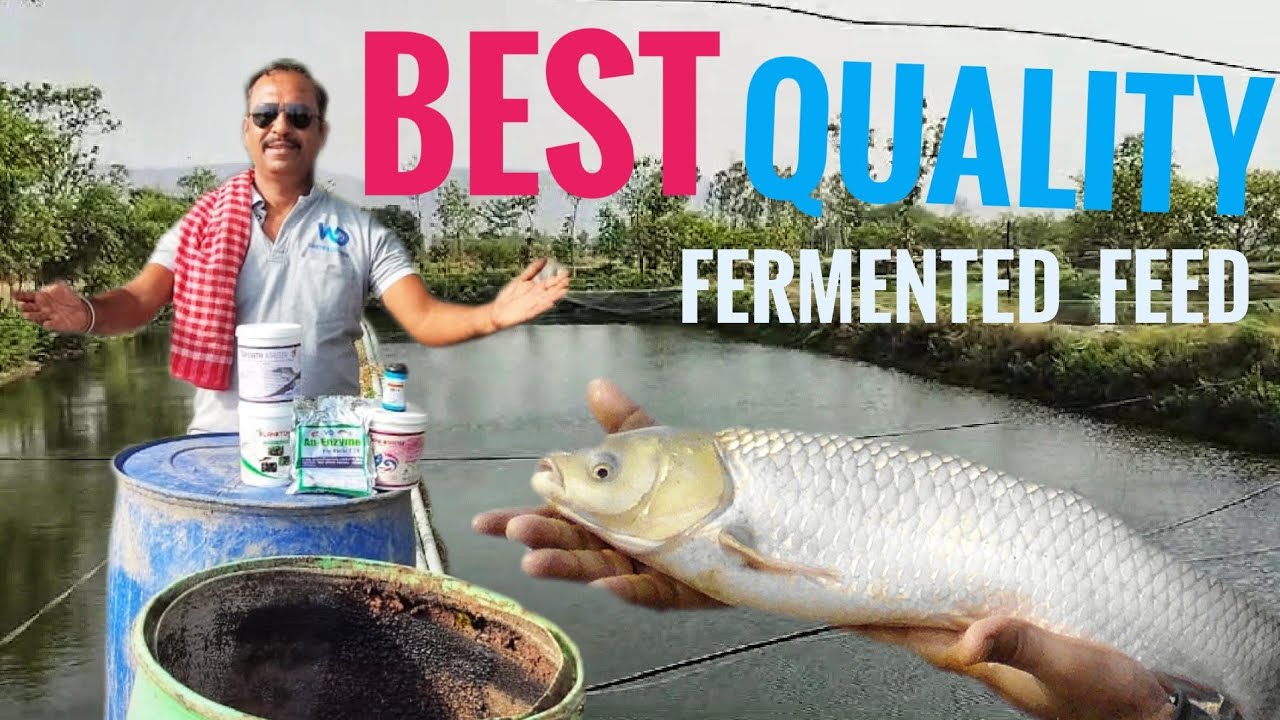 सबसे दमदार Fermented Fish Feed ! Super Fish Feed कैसे बनाएं #fishfarming