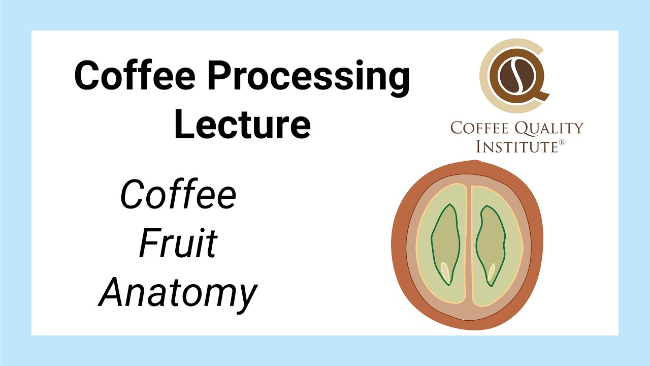 Lessons in Coffee Processing - Coffee Fruit Anatomy