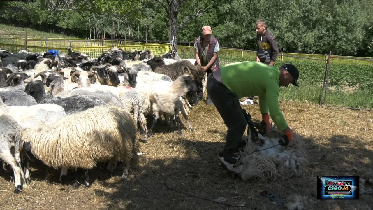 - LEGENDARNI STOČAR OSTOJA MARKOVIĆ I SIN TIHO OŠIŠALI 200 OVACA ZA JEDAN DAN