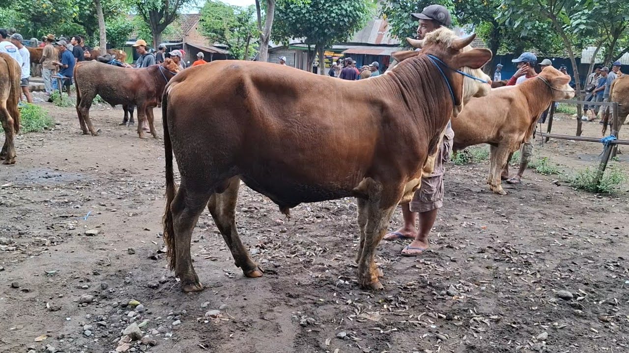 HARGA MURAH‼️SAPI EKONOMIS BAHAN KURBAN || PASAR SAPI TERTEK PARE KEDIRI ||